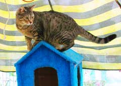 tabby cat